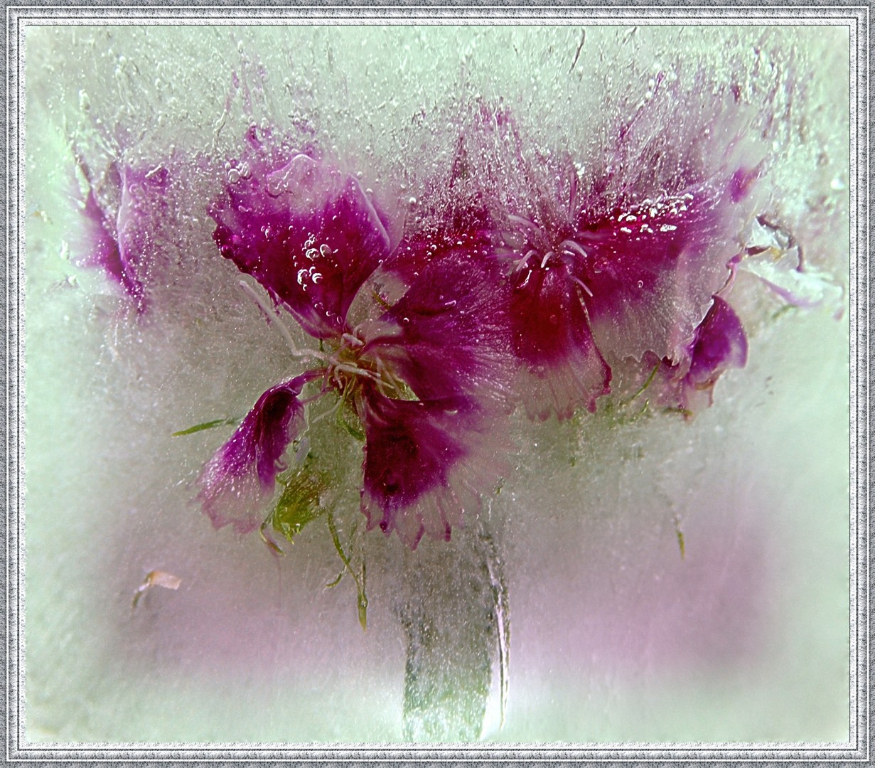 Eisblume