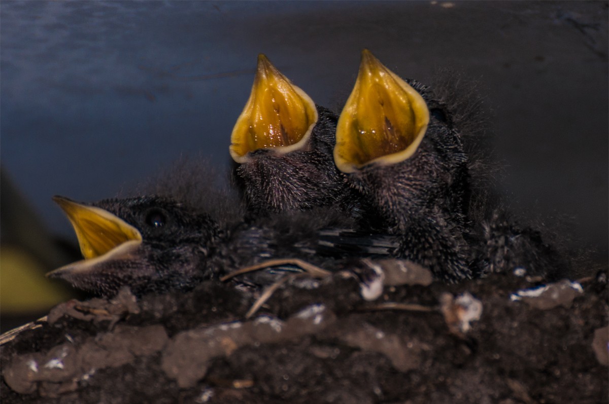 Eine Schwalbe macht noch keinen Sommer