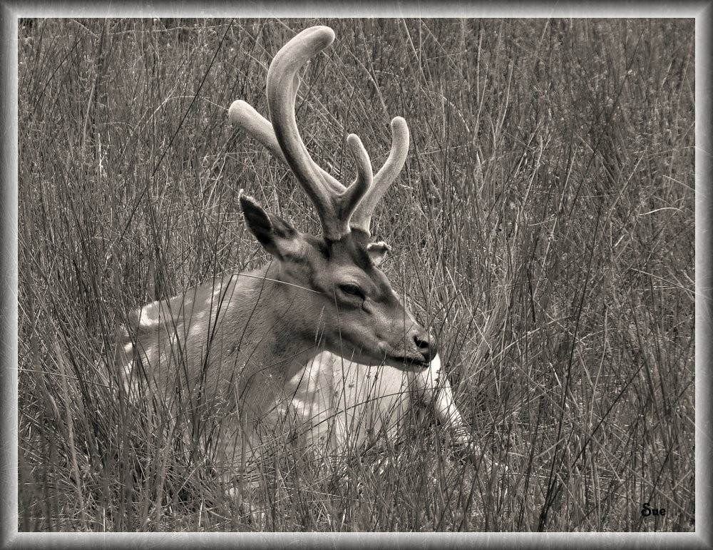 Versteckt in der Wiese