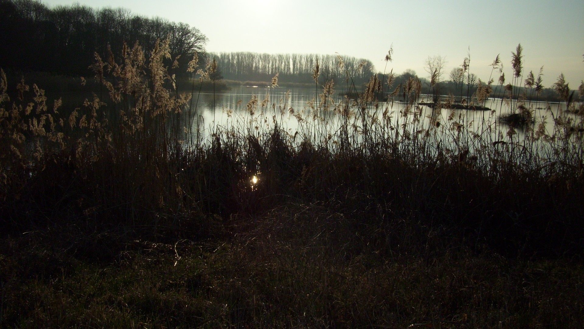 Sonne und Schilf