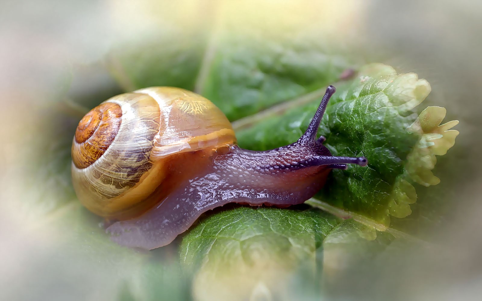 Gartenschnecke