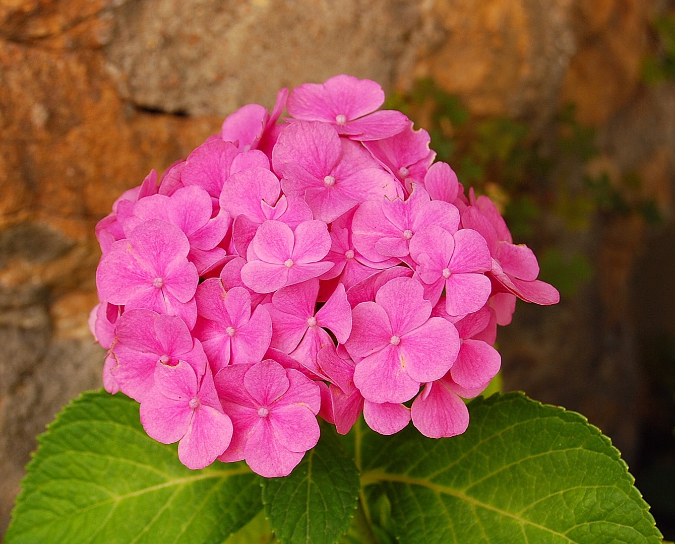 Fleur.