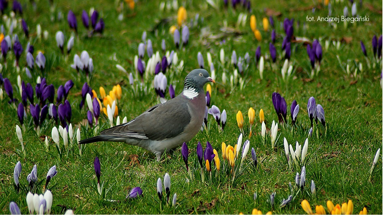 Gołąb Grzywacz = Ringeltaube