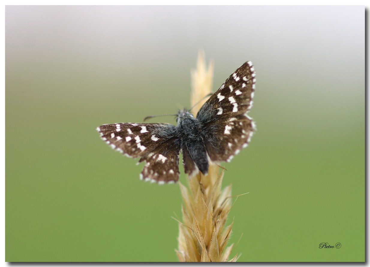 Farfalla micro