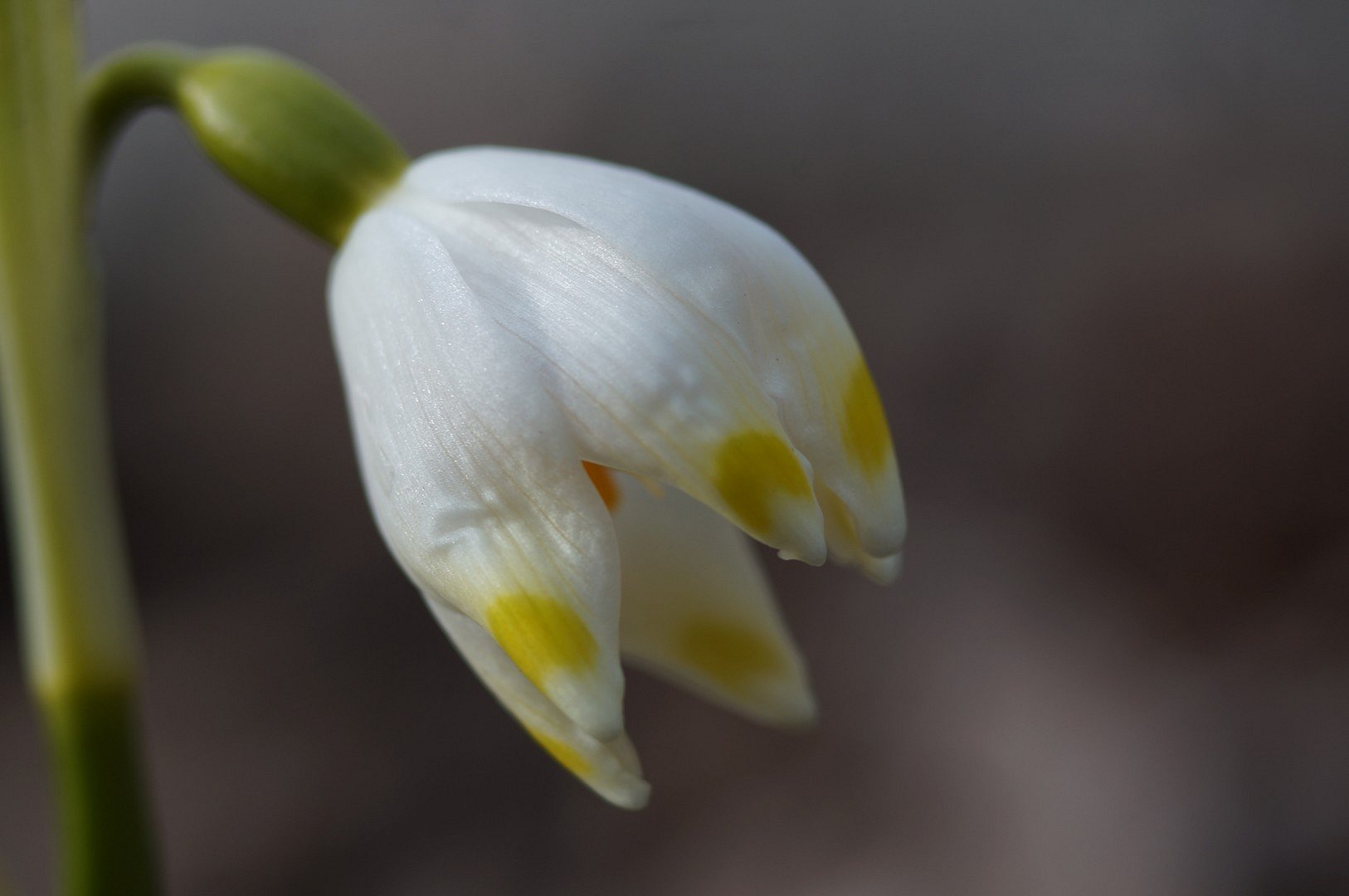 Märzenbecher - Leucojum vernum