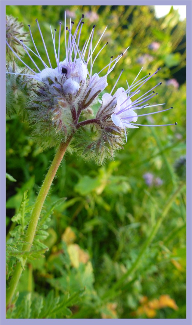 Phacelia