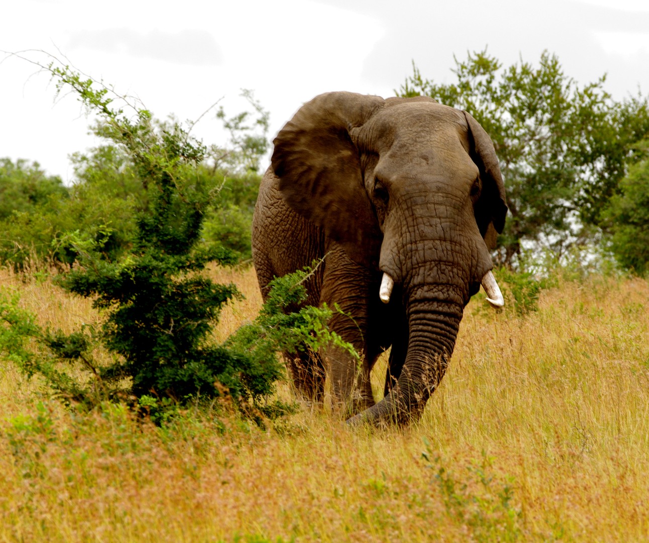 Elefant im Krüger Nationalpark