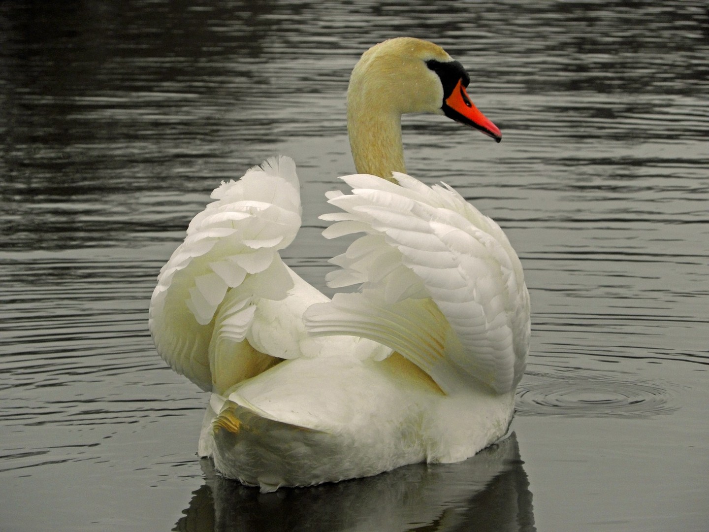 Schwan im März