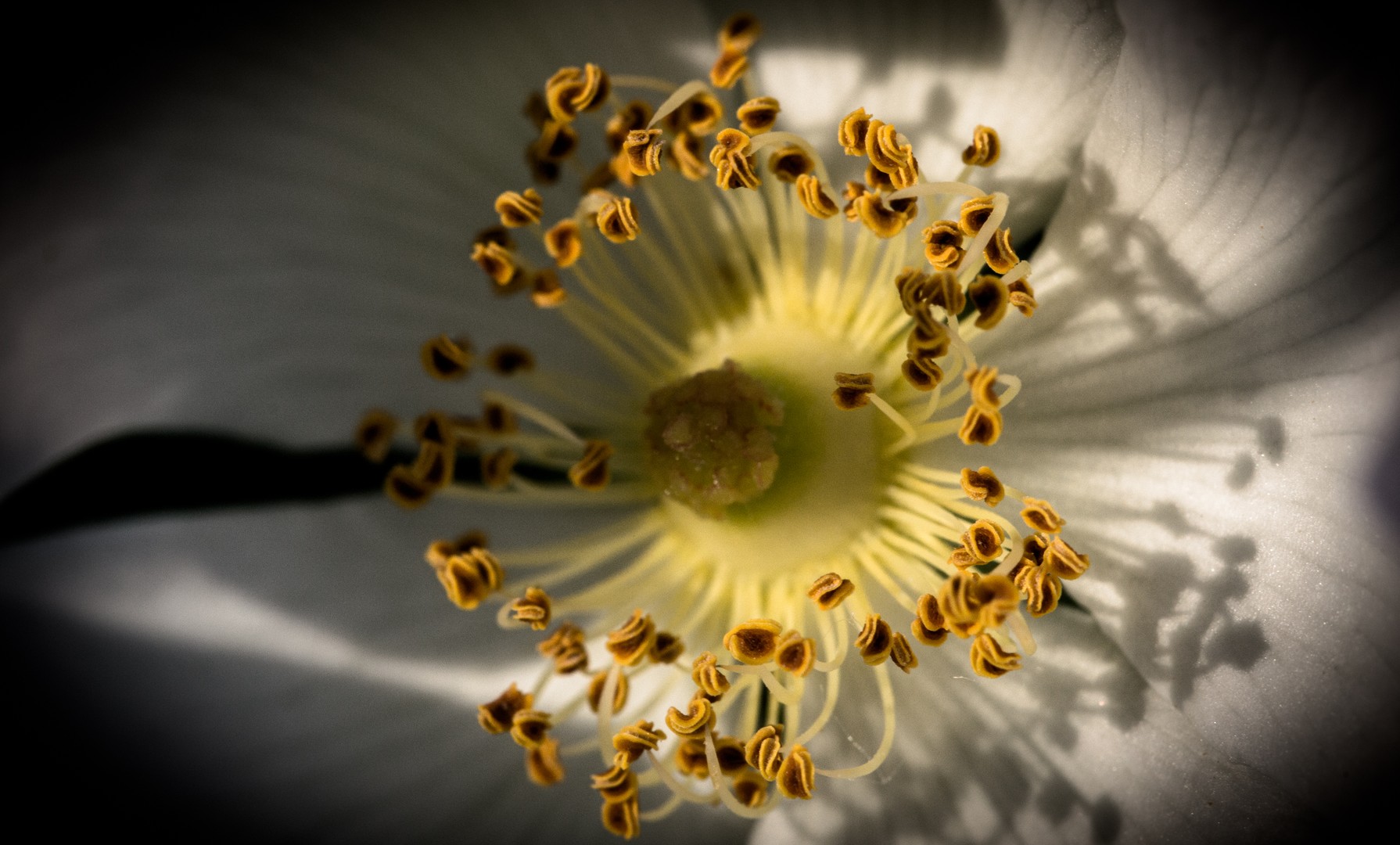 Hagebuttenblüte