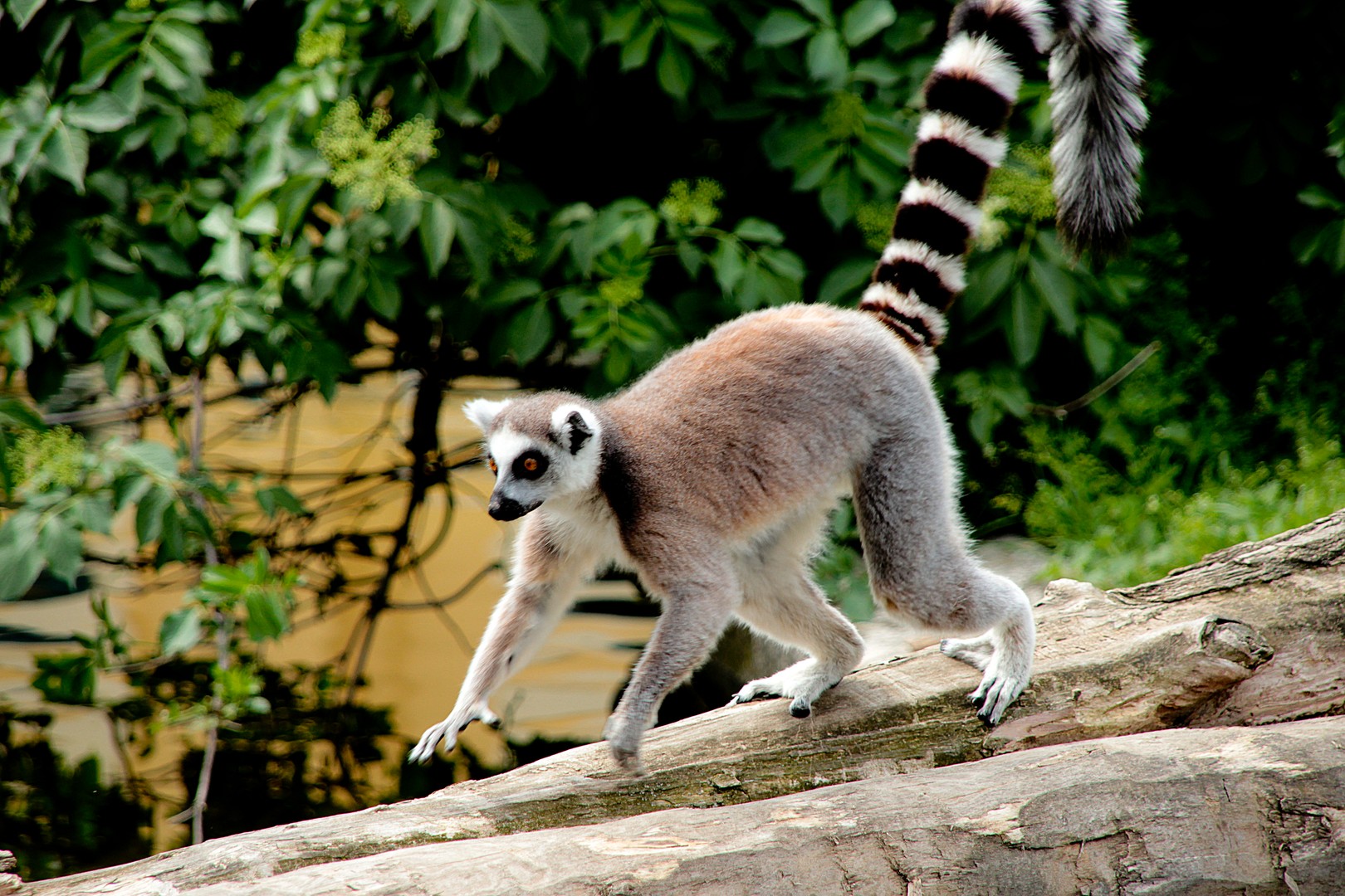 Es kann nicht schnell genug gehen