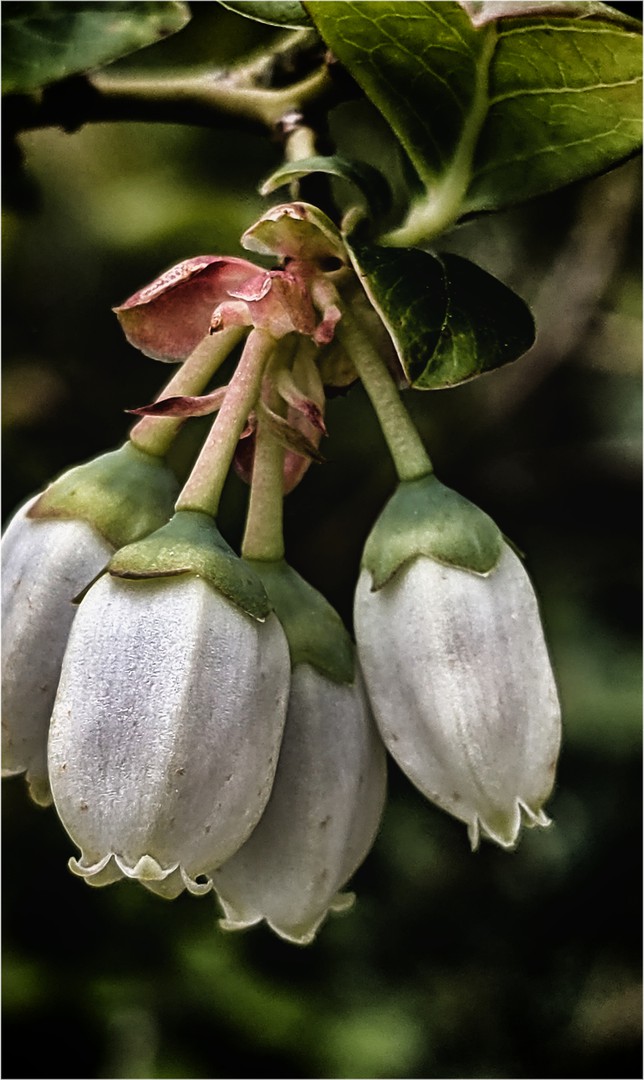 Blüten von Heidelbeeren