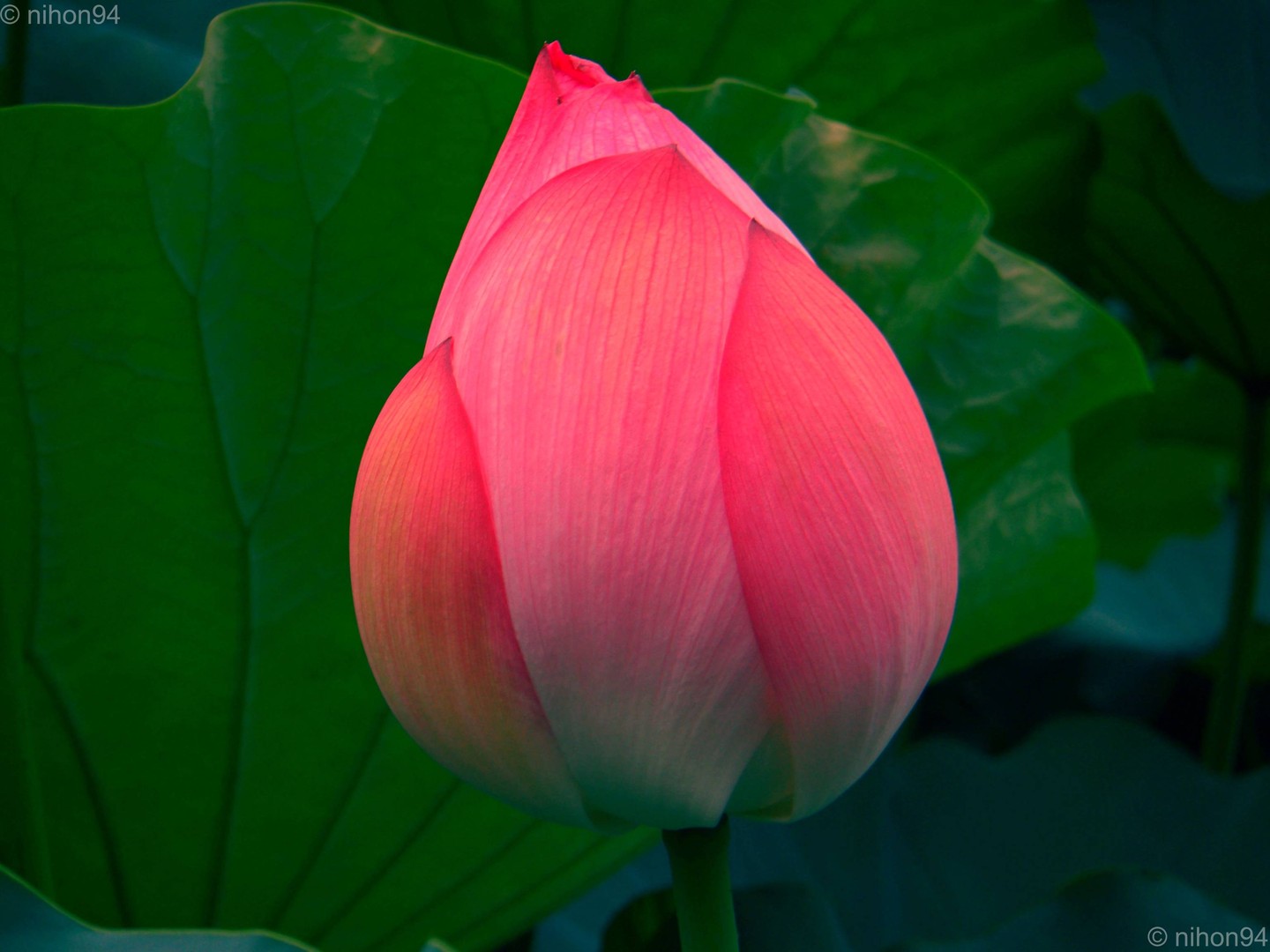 Lonely water lilly