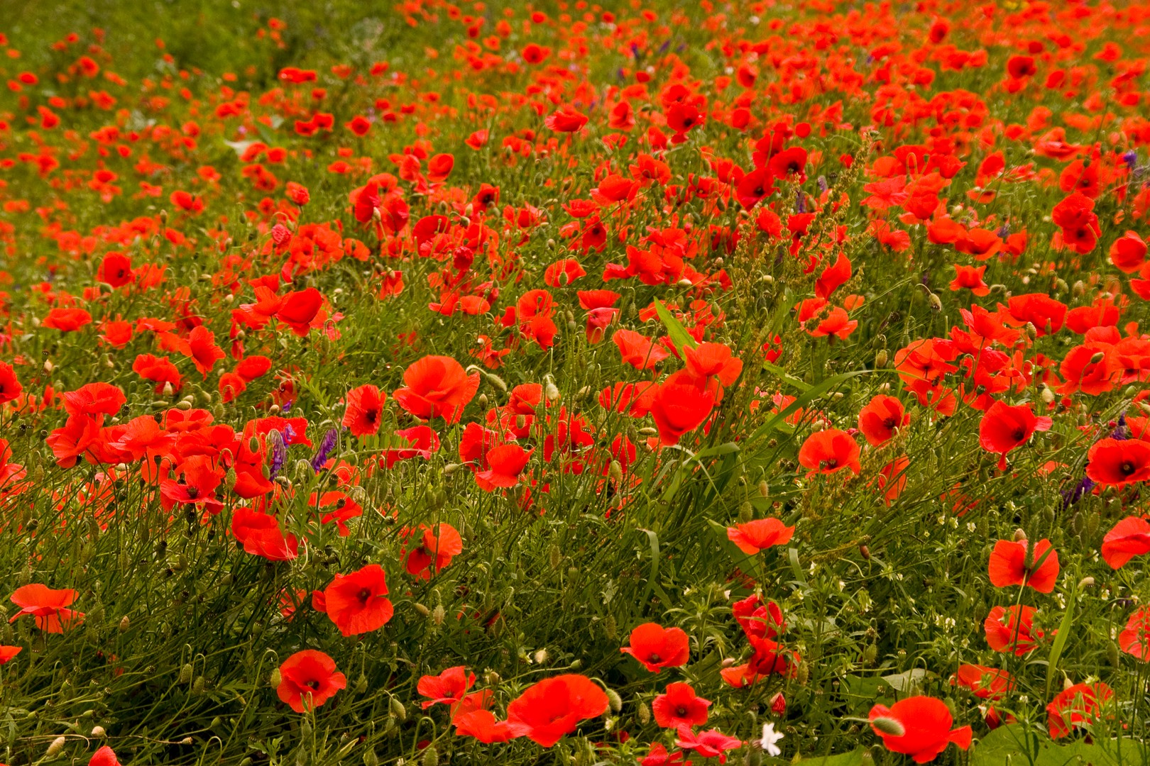 Rotes Blütenmeer! (2)