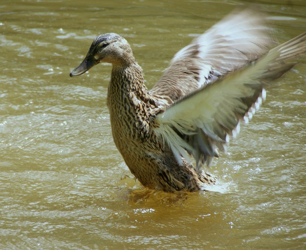 Ente