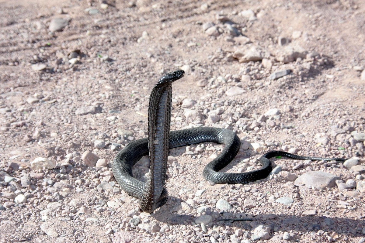 Tiere der Steinwüste (Schwarze Cobra)