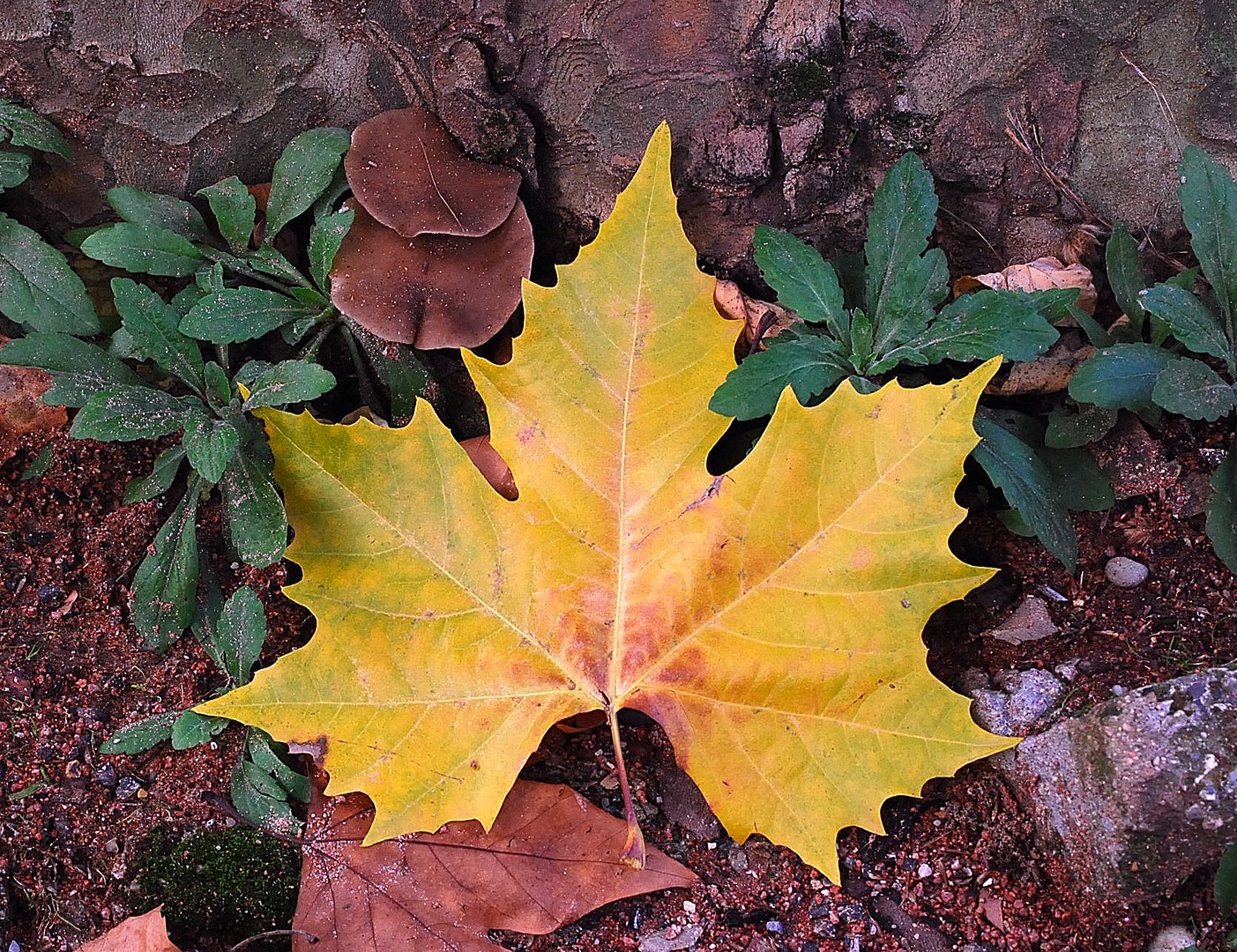 Feuille.
