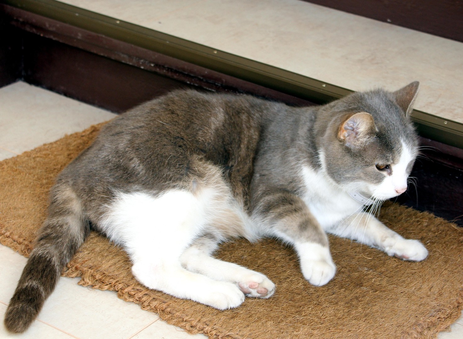 Susi