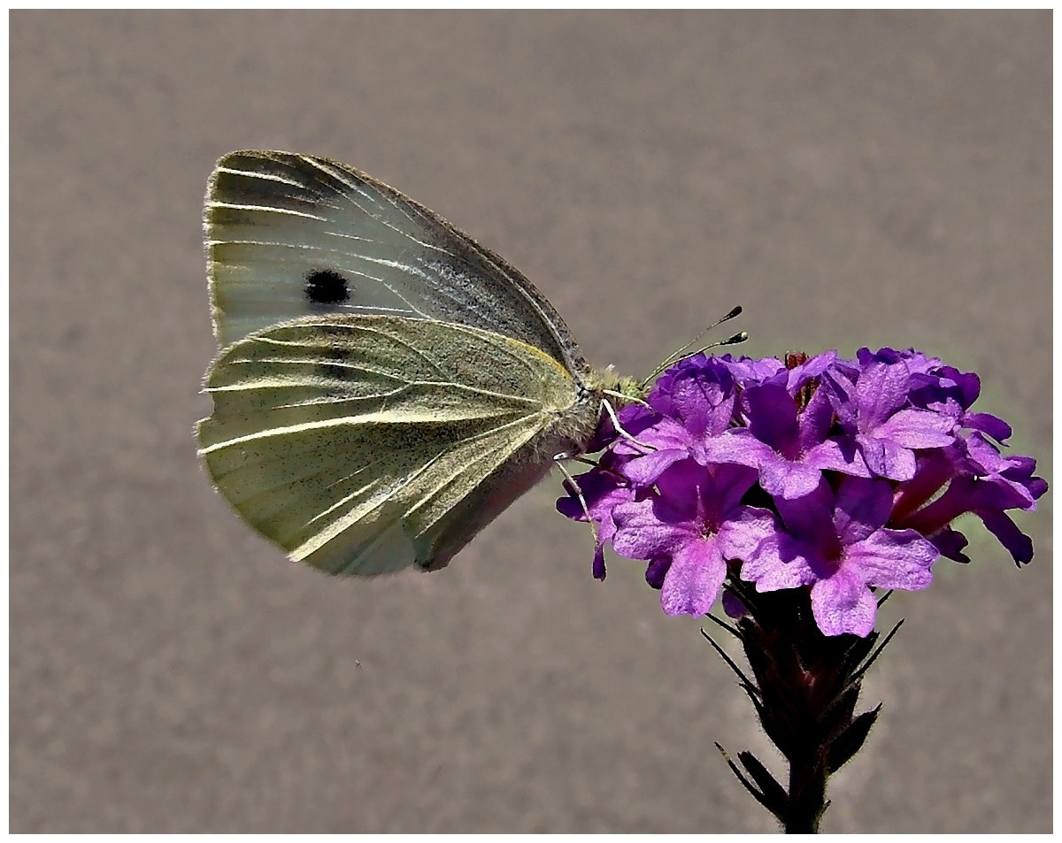 Sommerfeeling