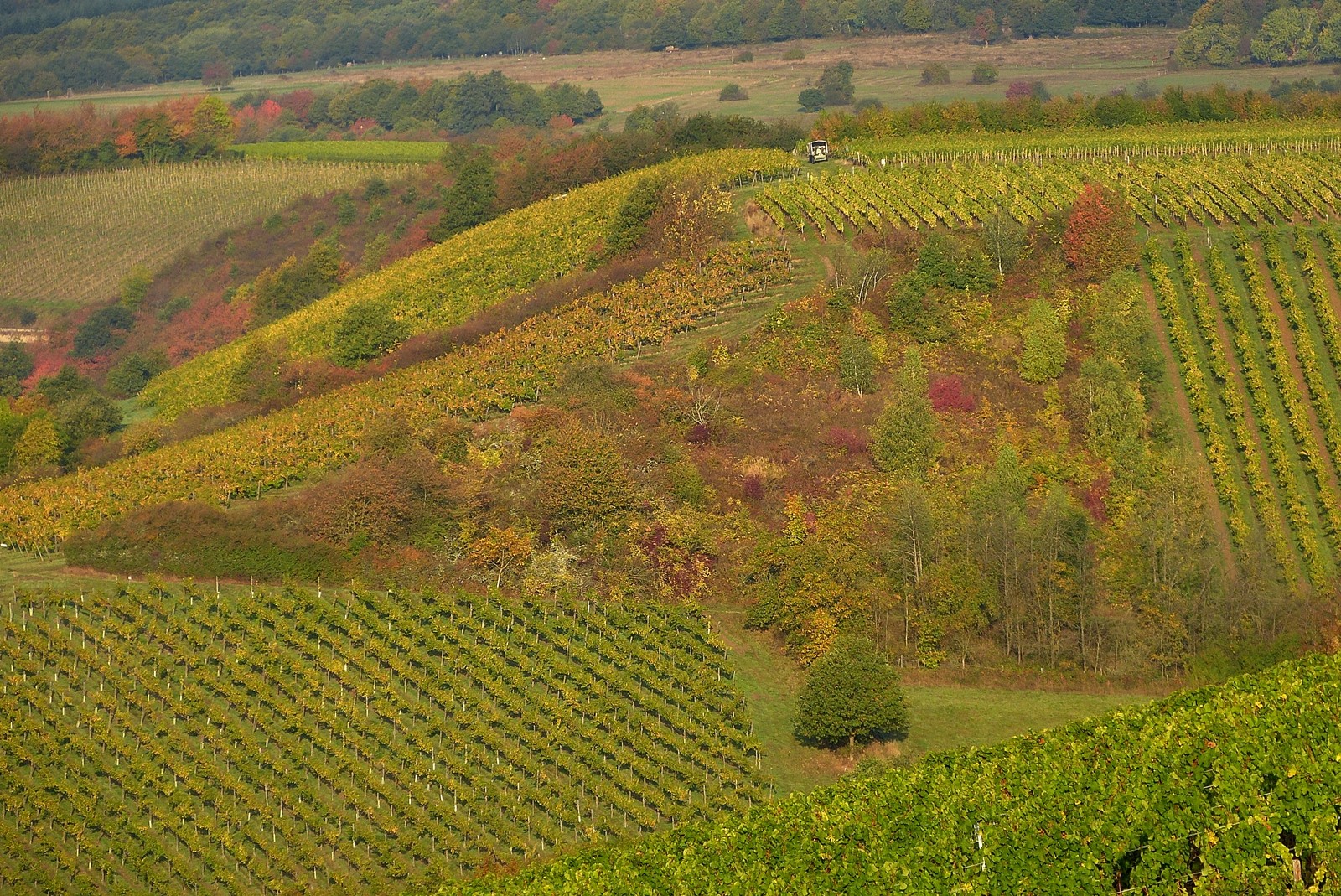 Ein bissel Wildnis  und ein paar Reben