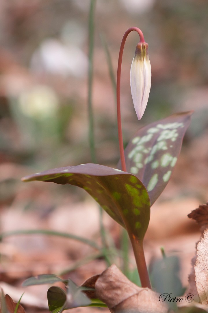 Dente di Cane (Erythronium dens-canis)