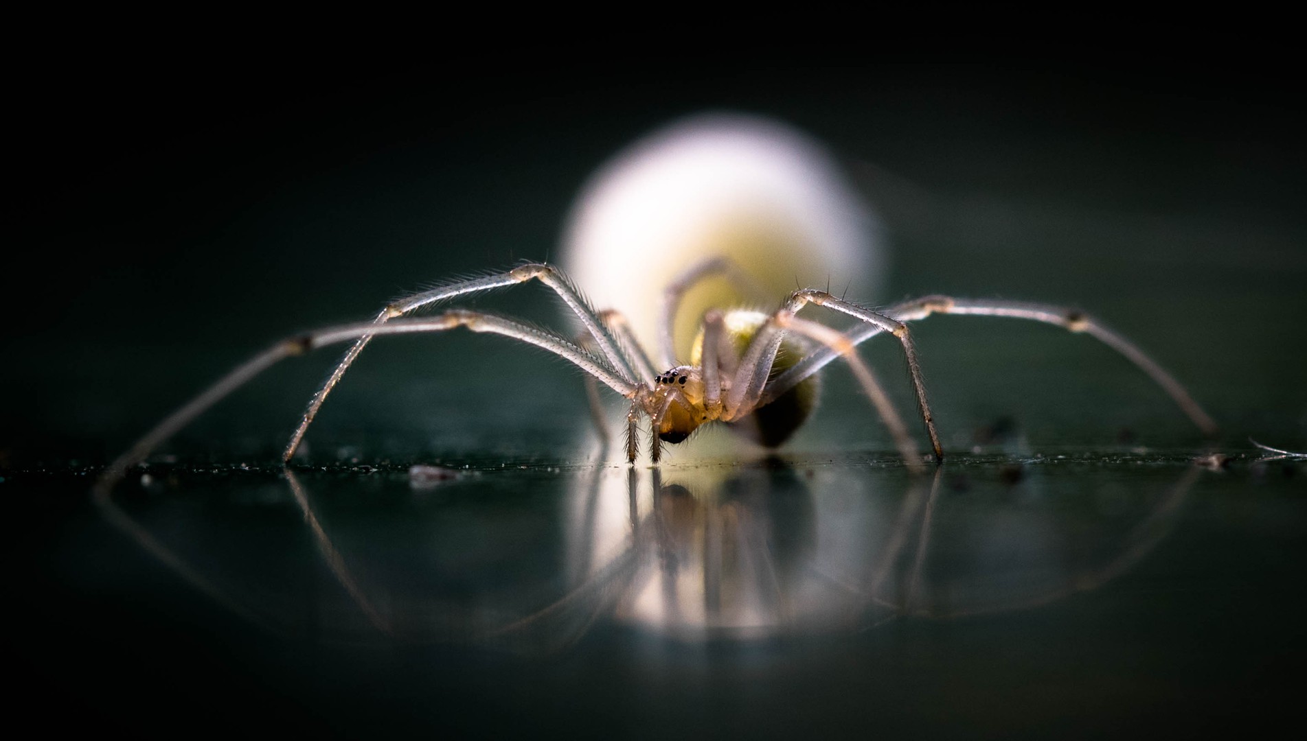 spider
