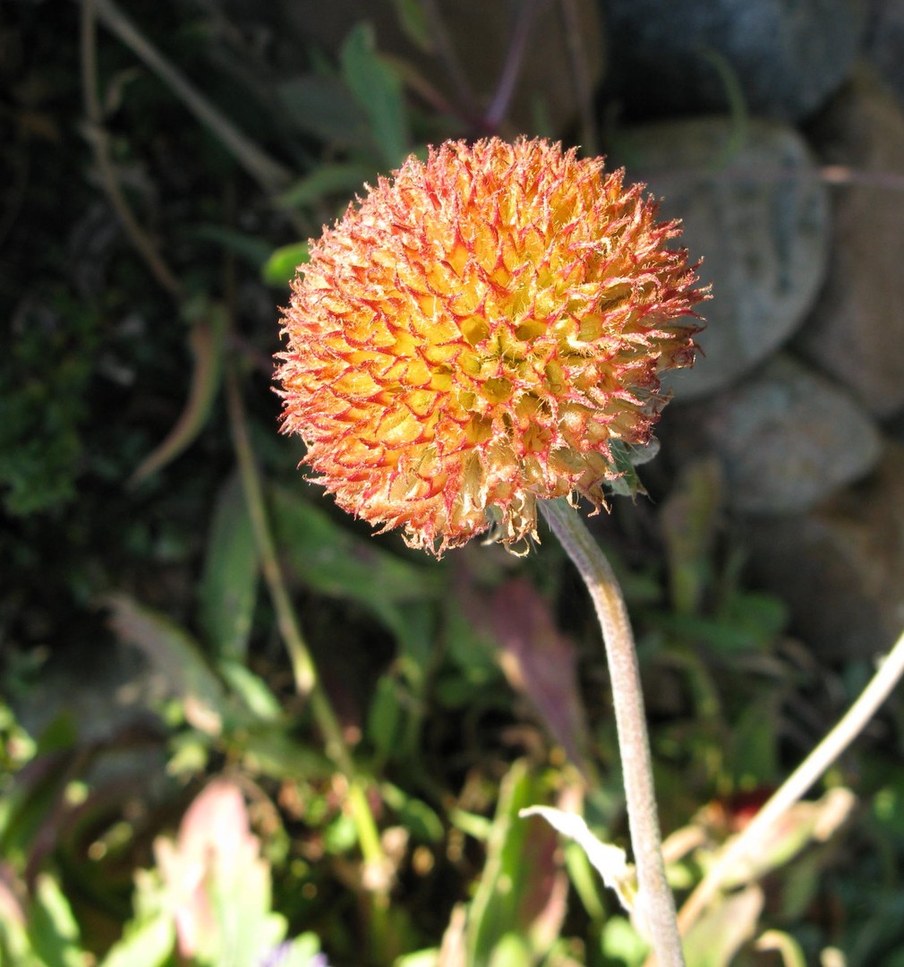 Blume auf Amrum