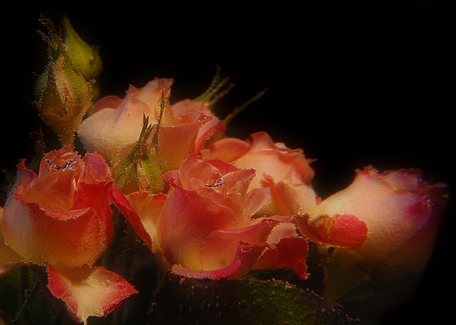 Rosen 2