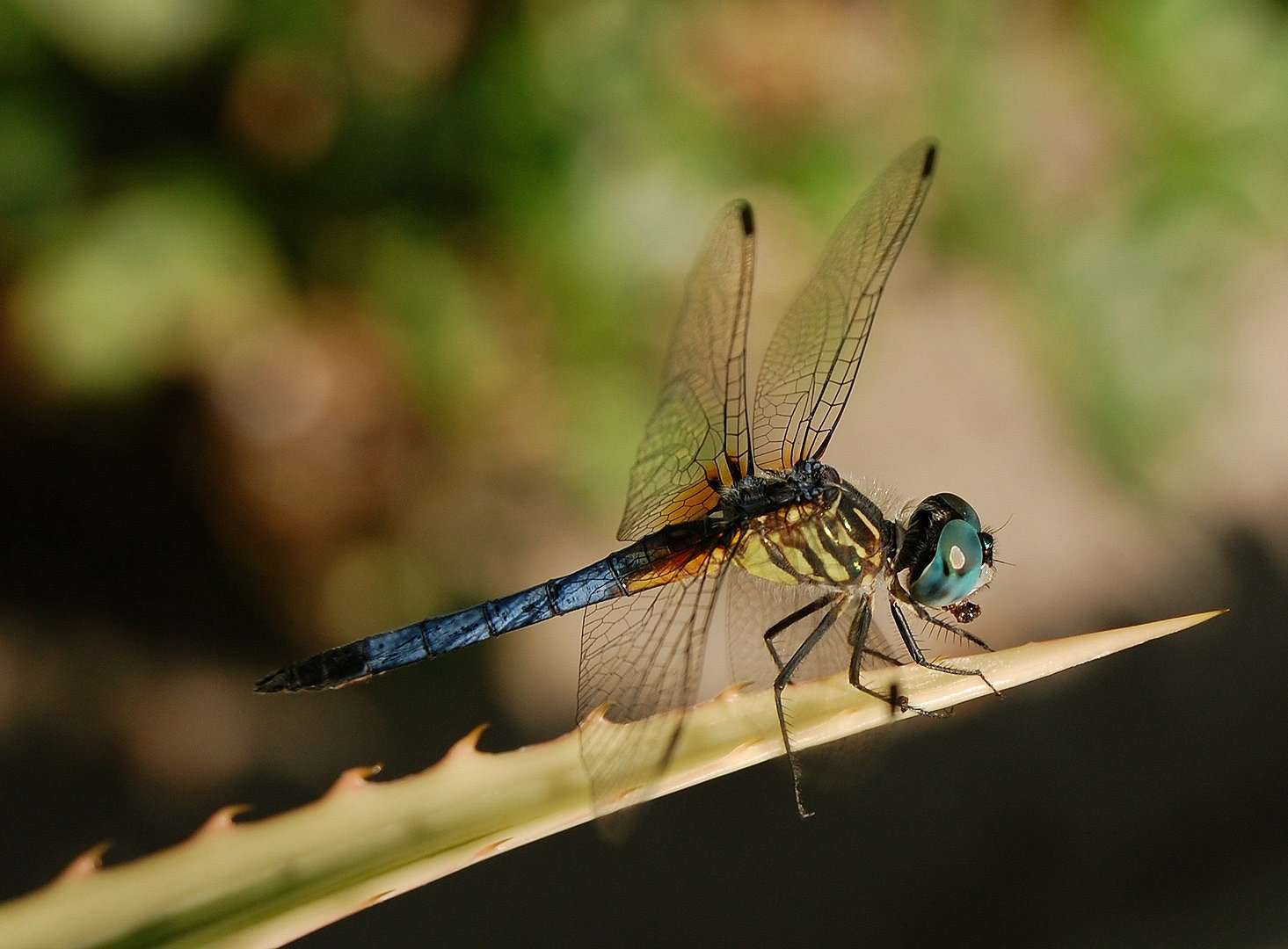 Blue dragonfly