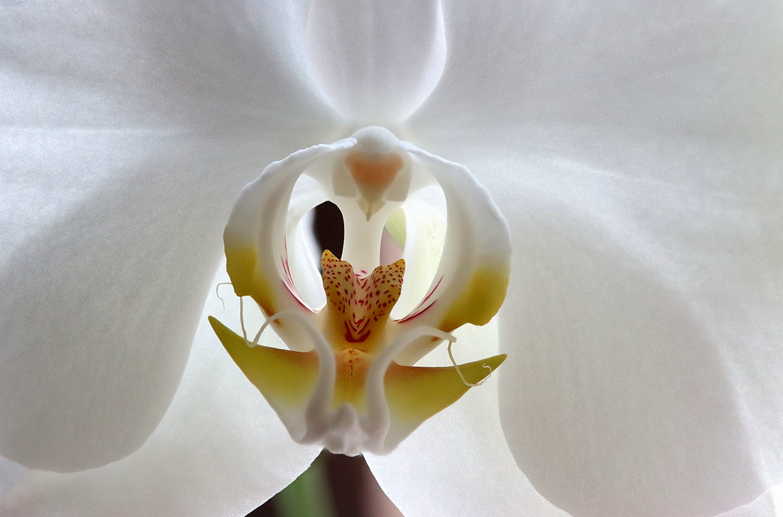 Orchidee mit Focus Stacking