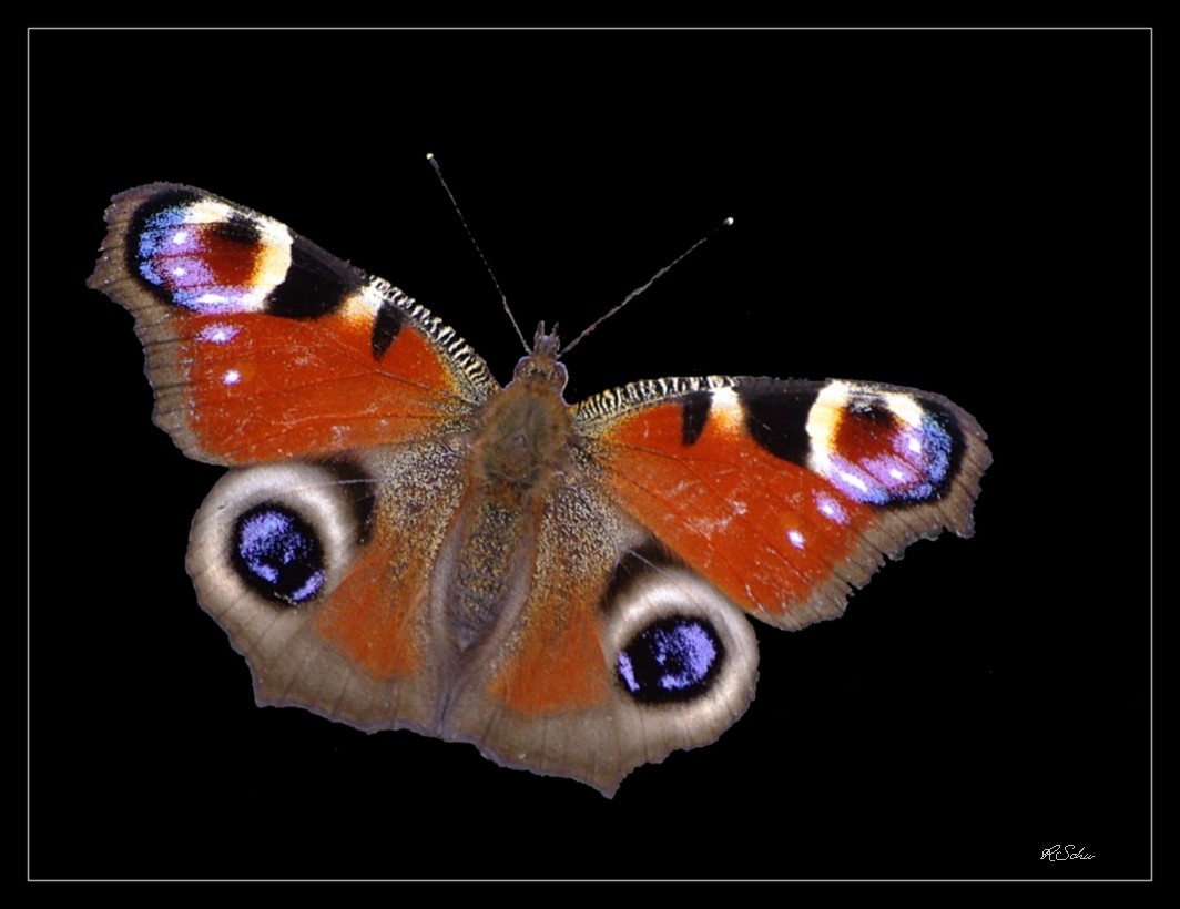 Schmetterling