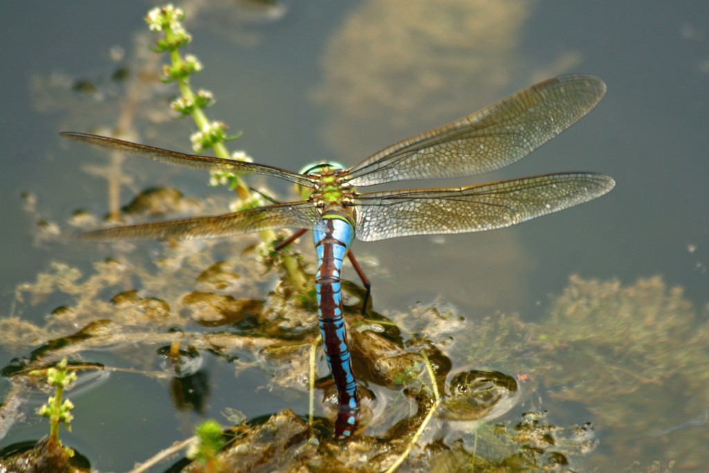 Königslibelle legt Eier ab