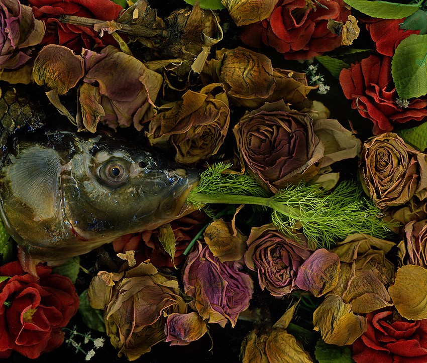 magic garden 5