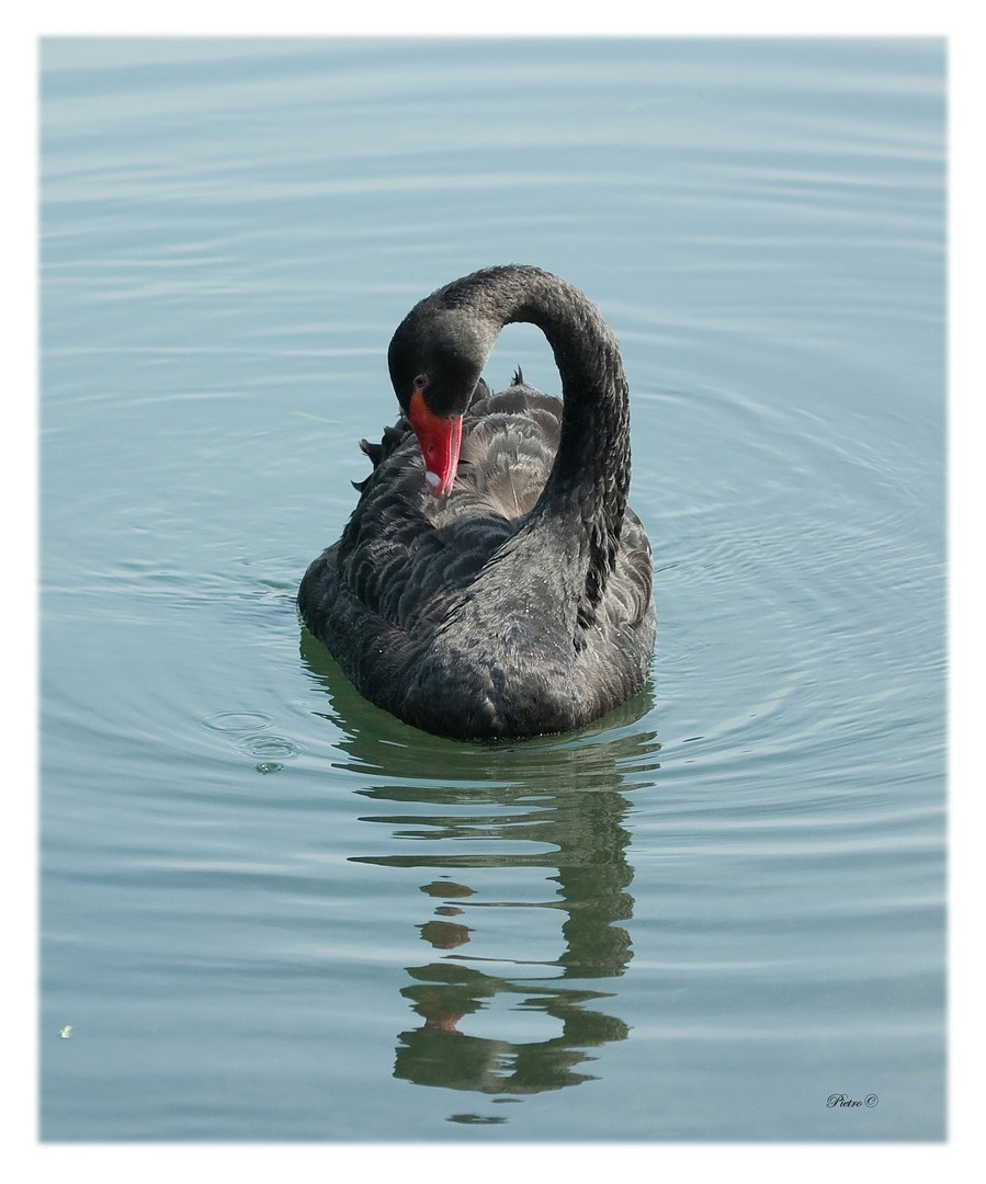 Cigno
