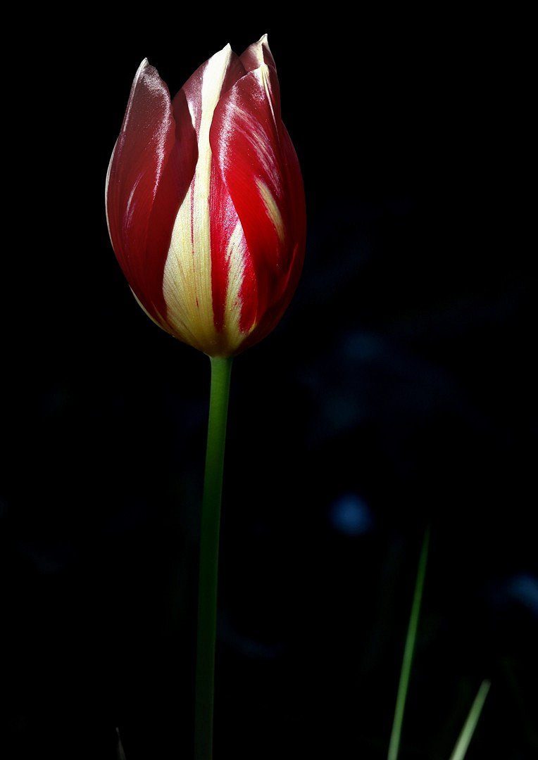 Tulpe am Abend