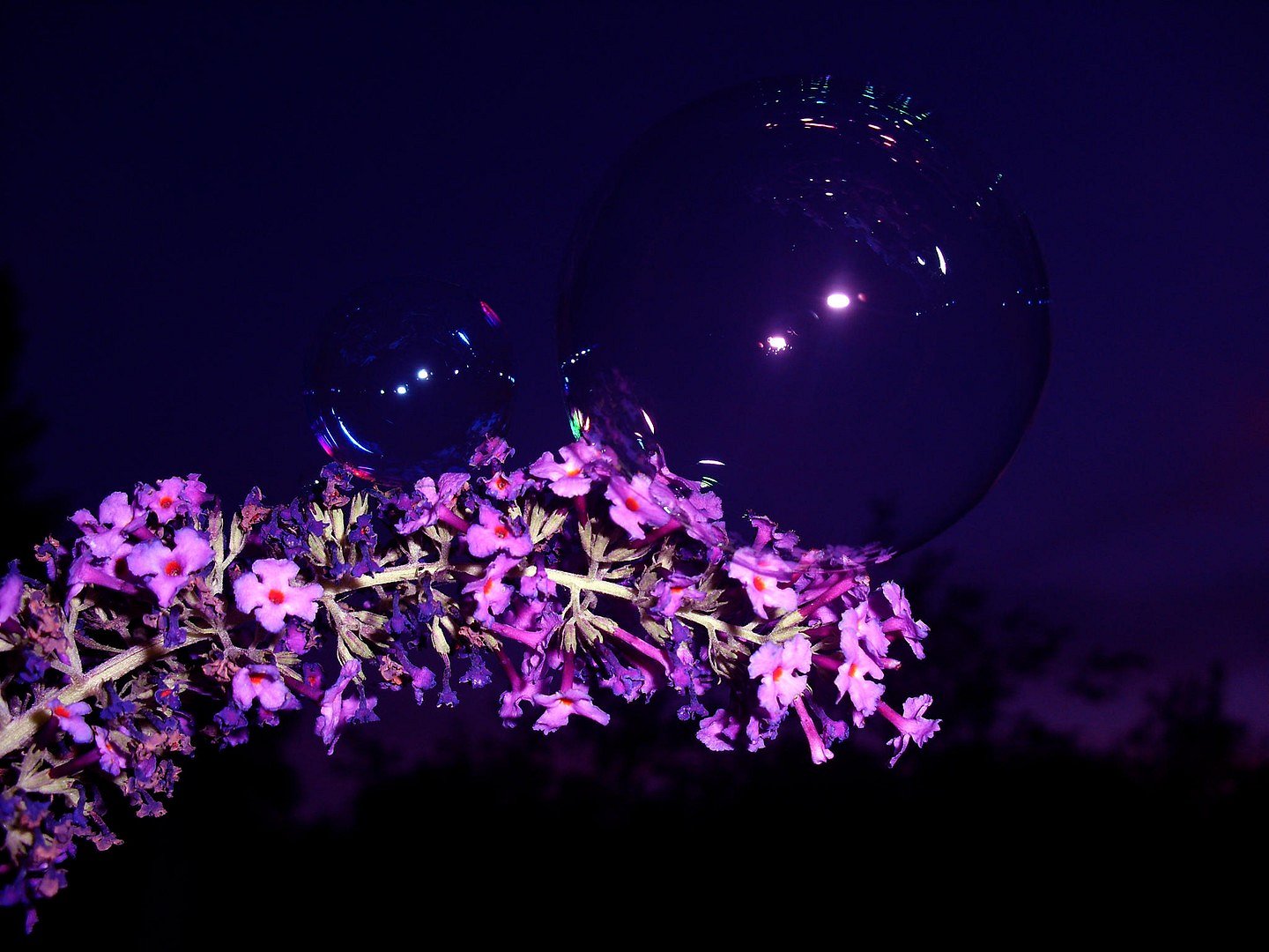 Bubble-Lilac