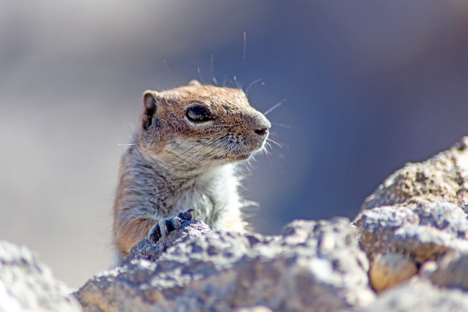 Atlashörnchen