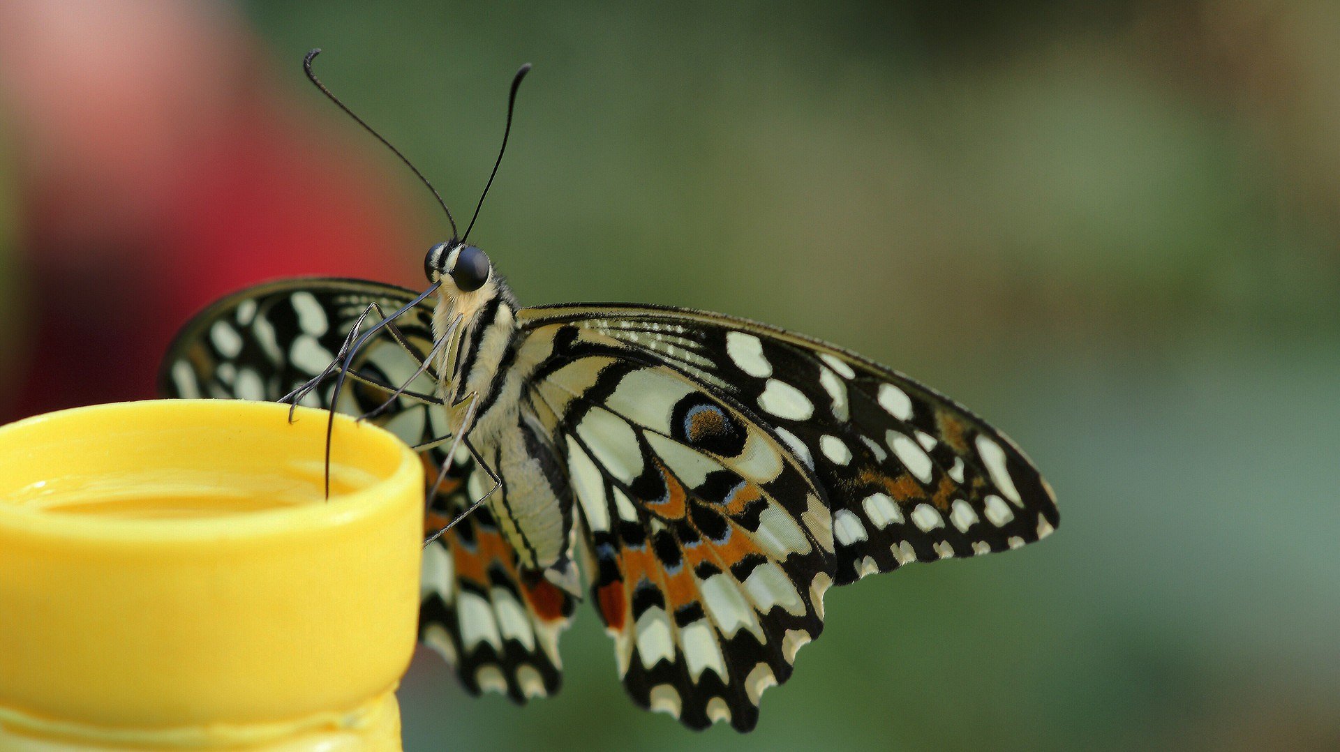 Nahrung muss auch sein