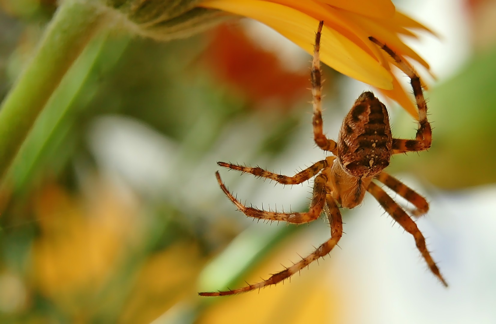 Kreuzspinne