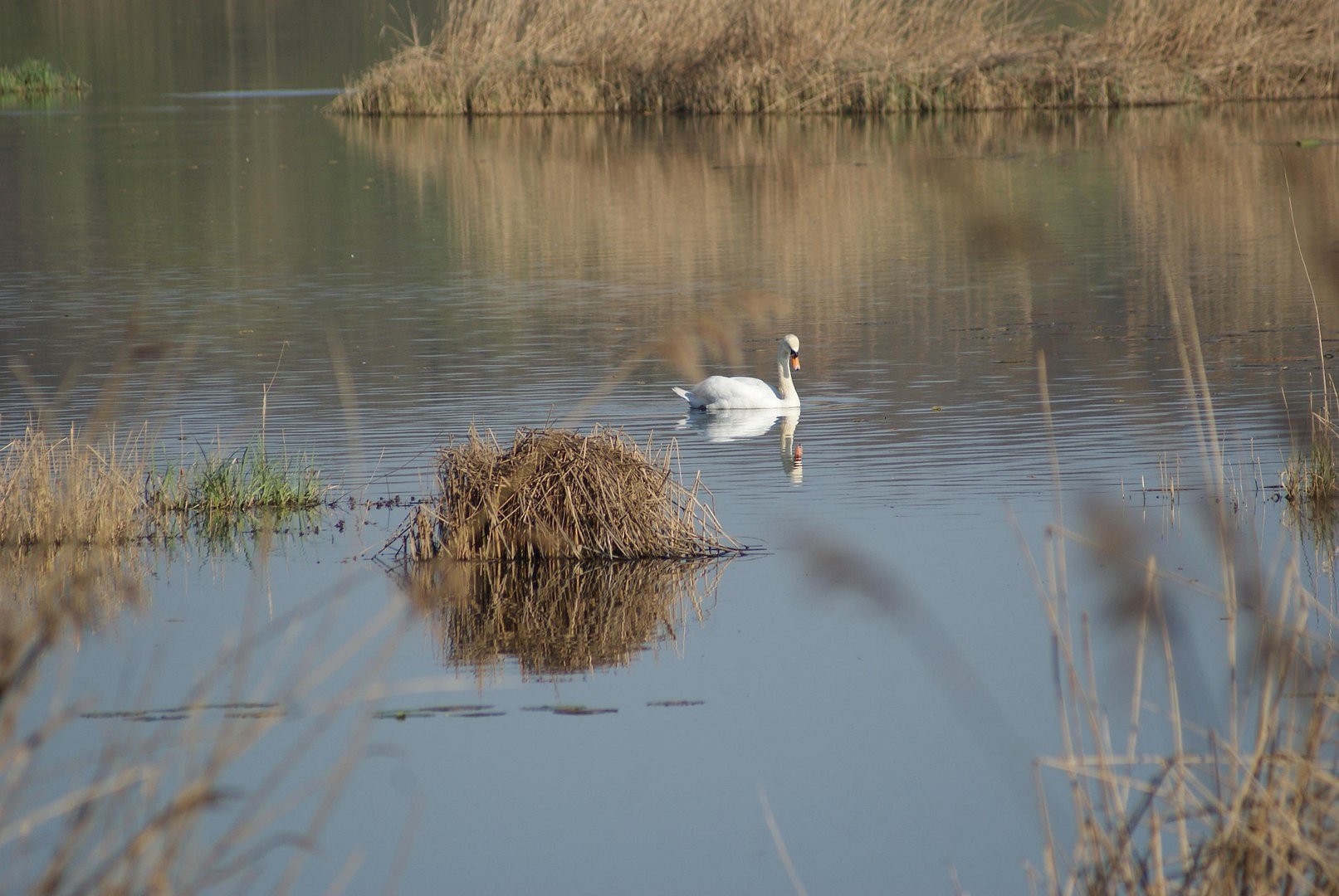Schwan