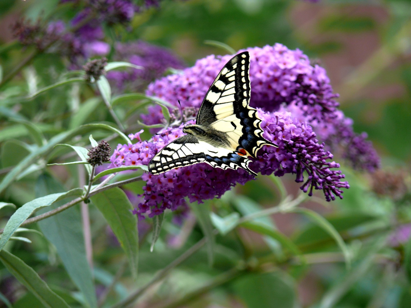 Schwalbenschwanz,bei uns sehr selten,er wartete,bis ich die Digi.geholt hatte.