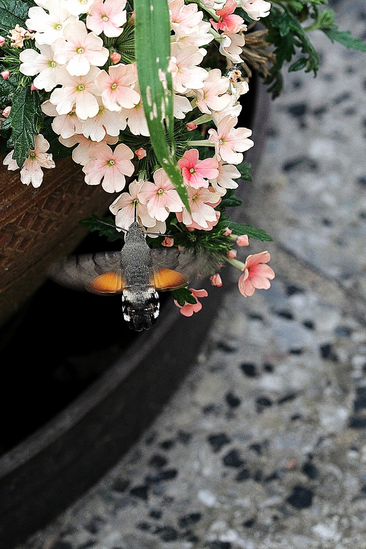 Taubenschwänzchen