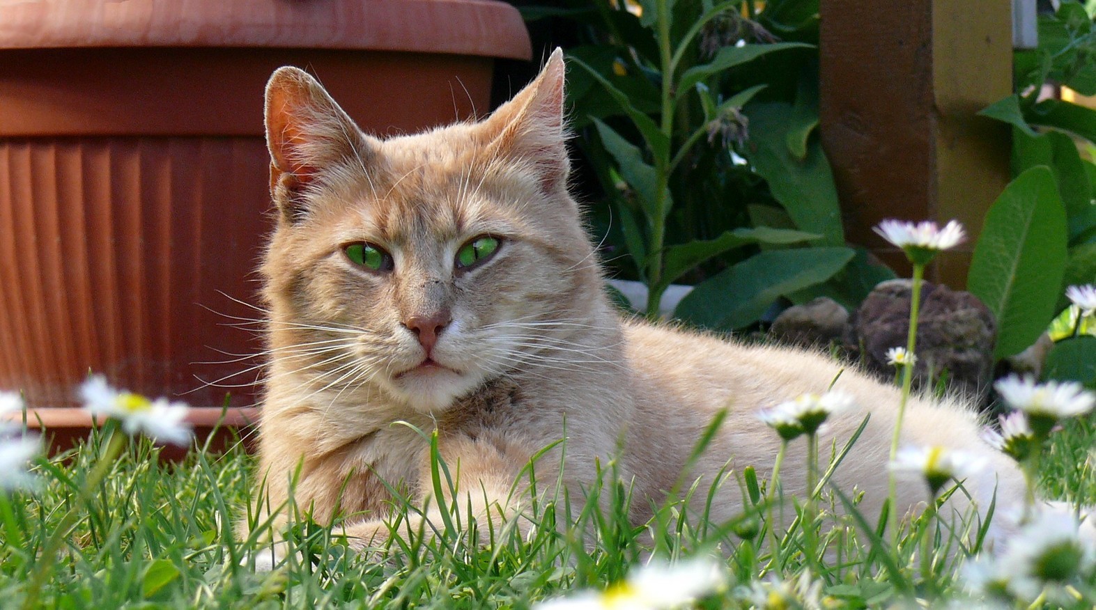 Stubentiger