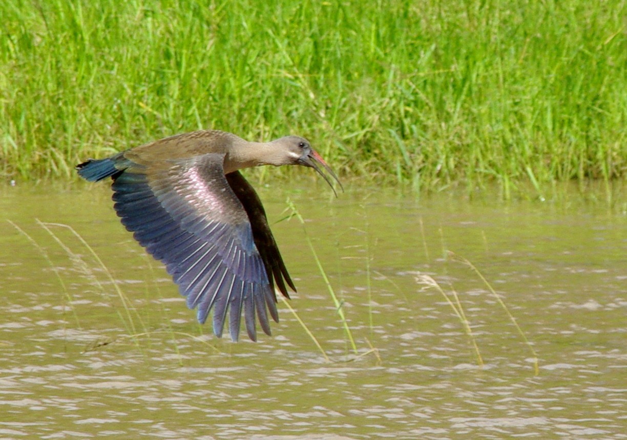 Brauner Sichler im Anflug