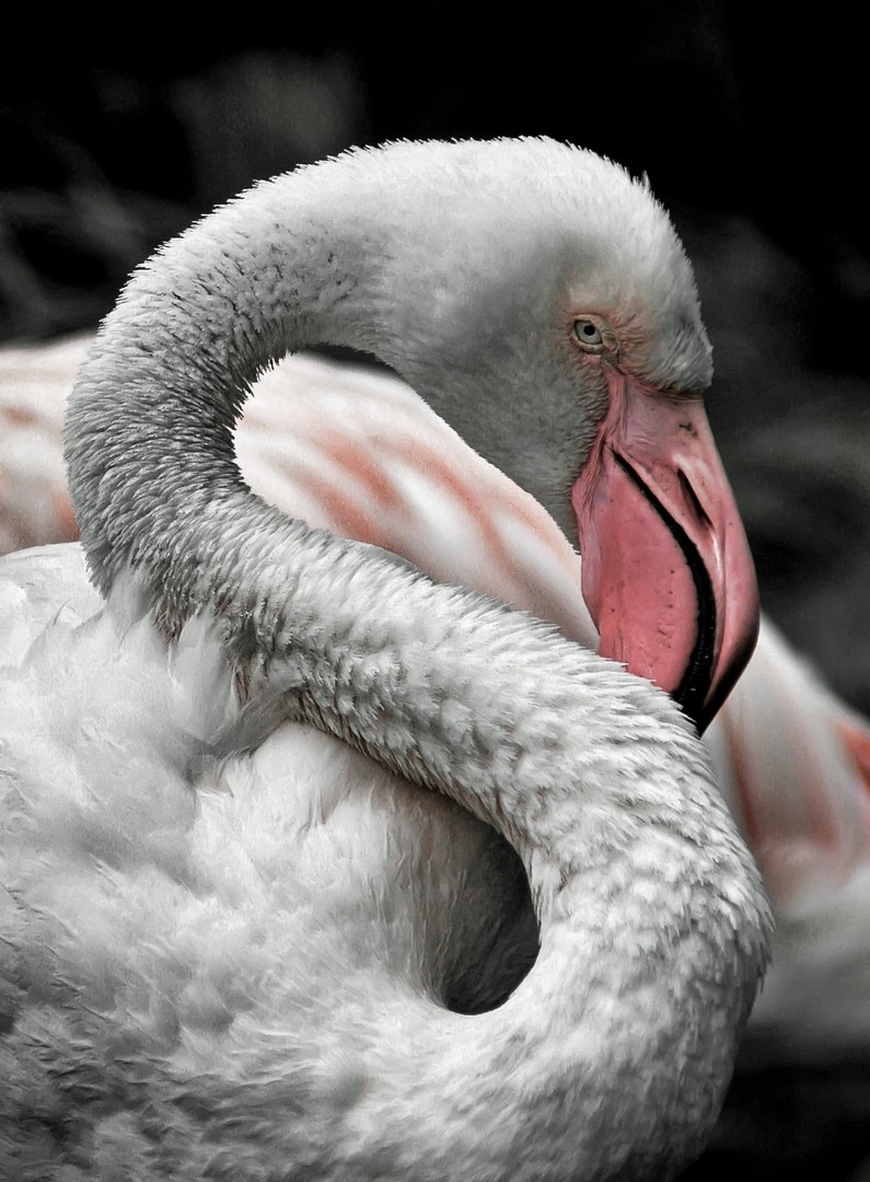 Flamingo