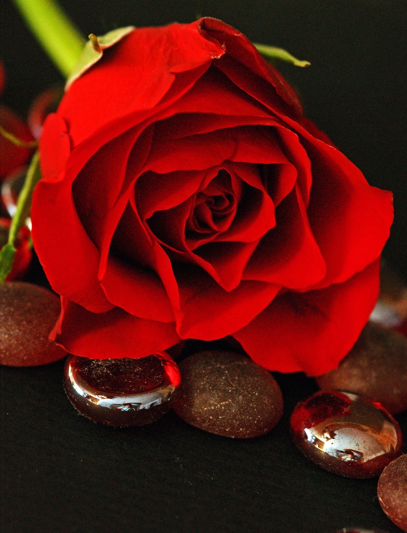 Rosalie