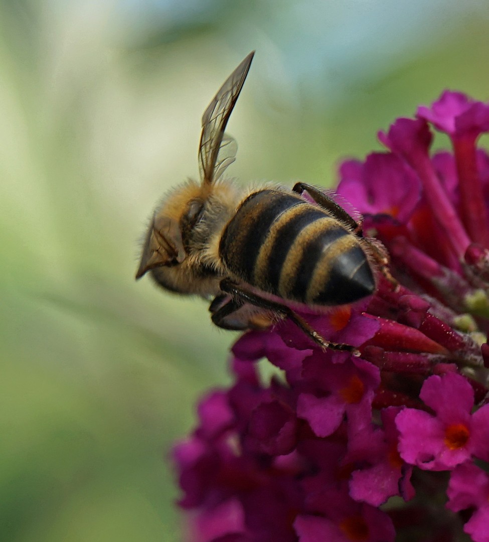 Die fleißige Biene