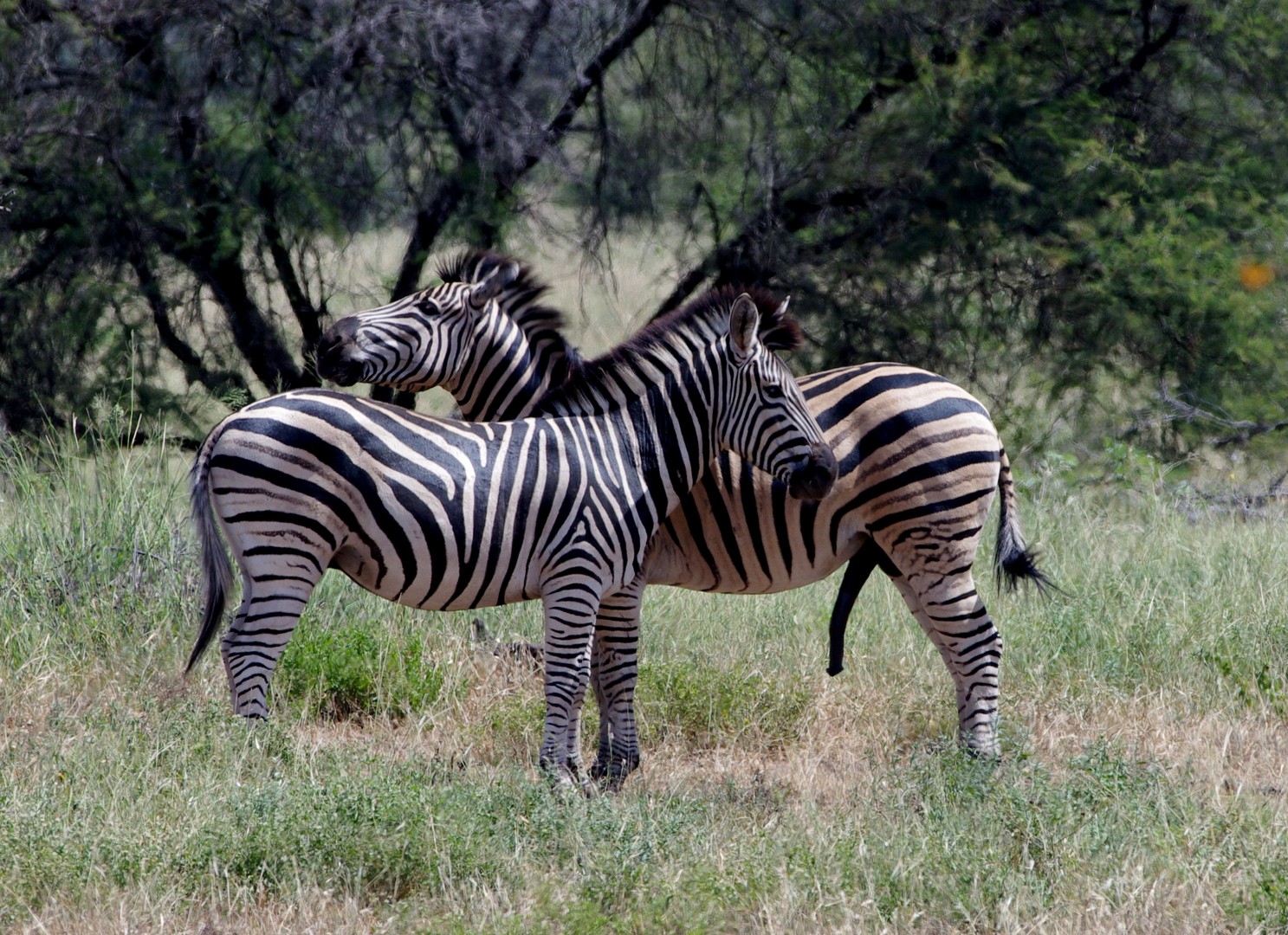 Zebras