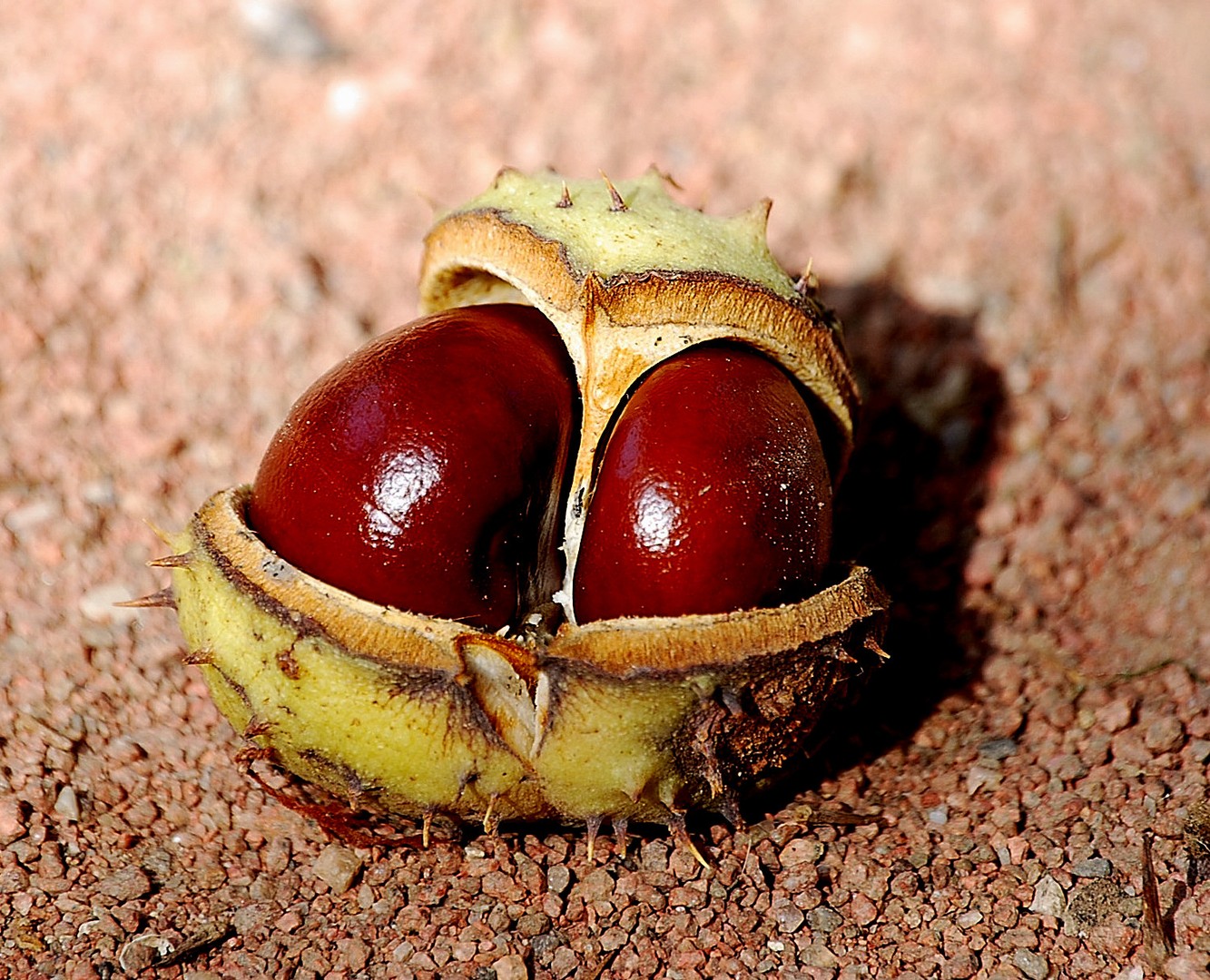 Marron.