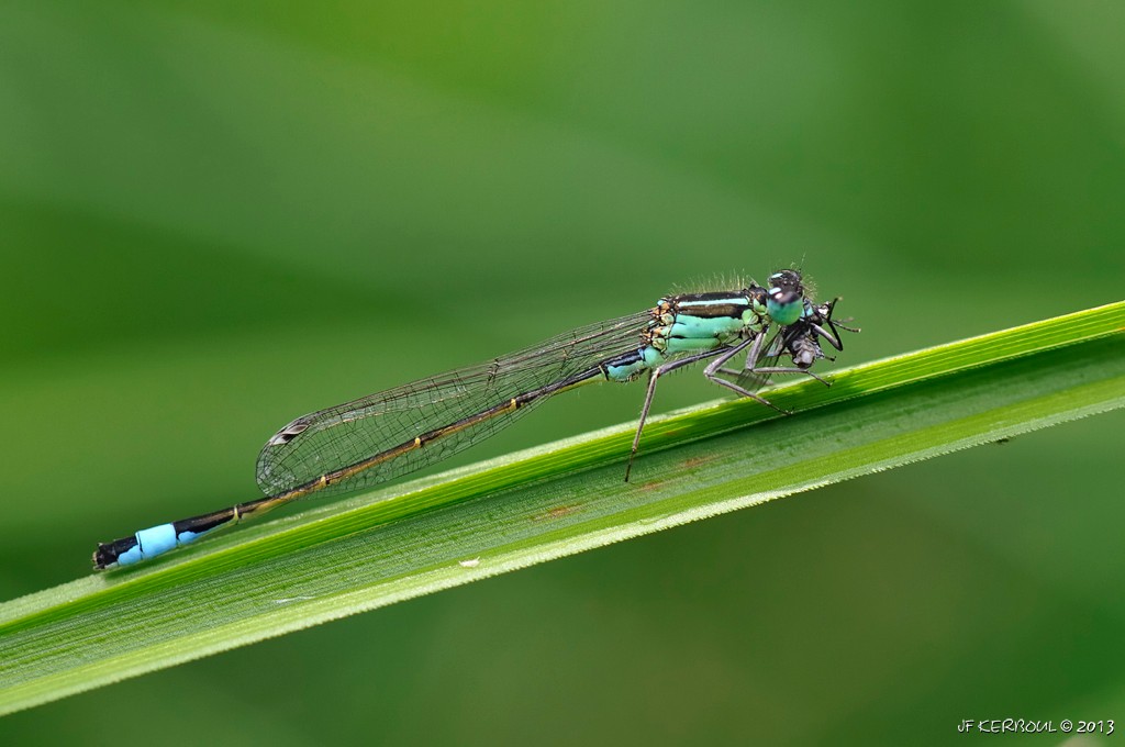 Encas d' une demoiselle