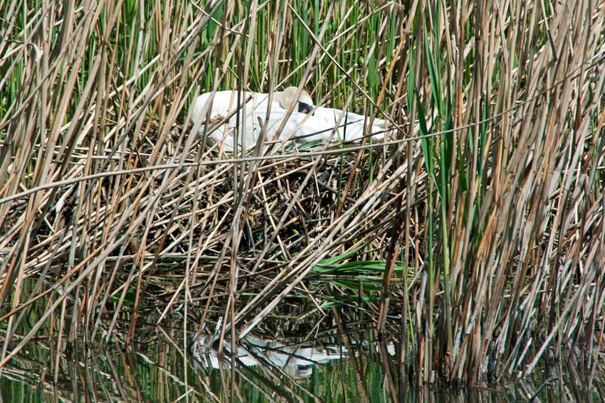 Brütender Schwan